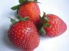 Charlotte aux fraises
