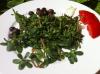 Salade de pourpier